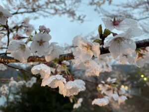 恵那峡桜２