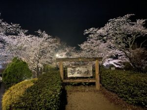 恵那峡夜桜