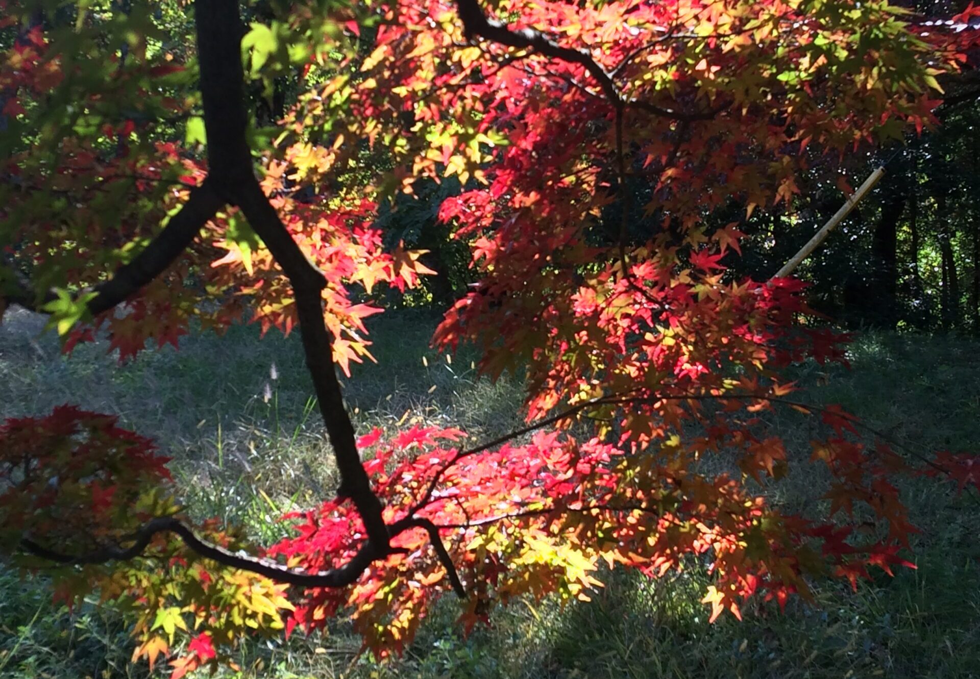 もみじ紅葉