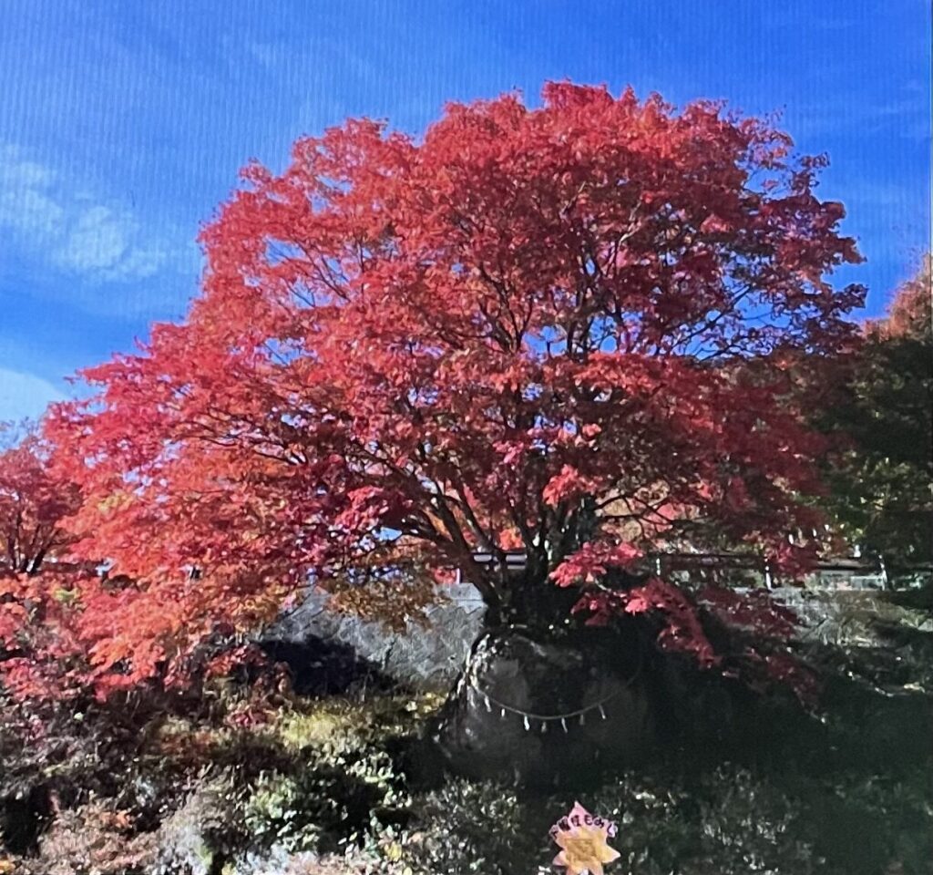 夕森公園ド根性もみじ