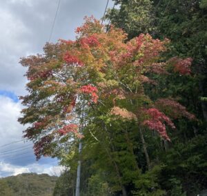 10/28恵那峡紅葉