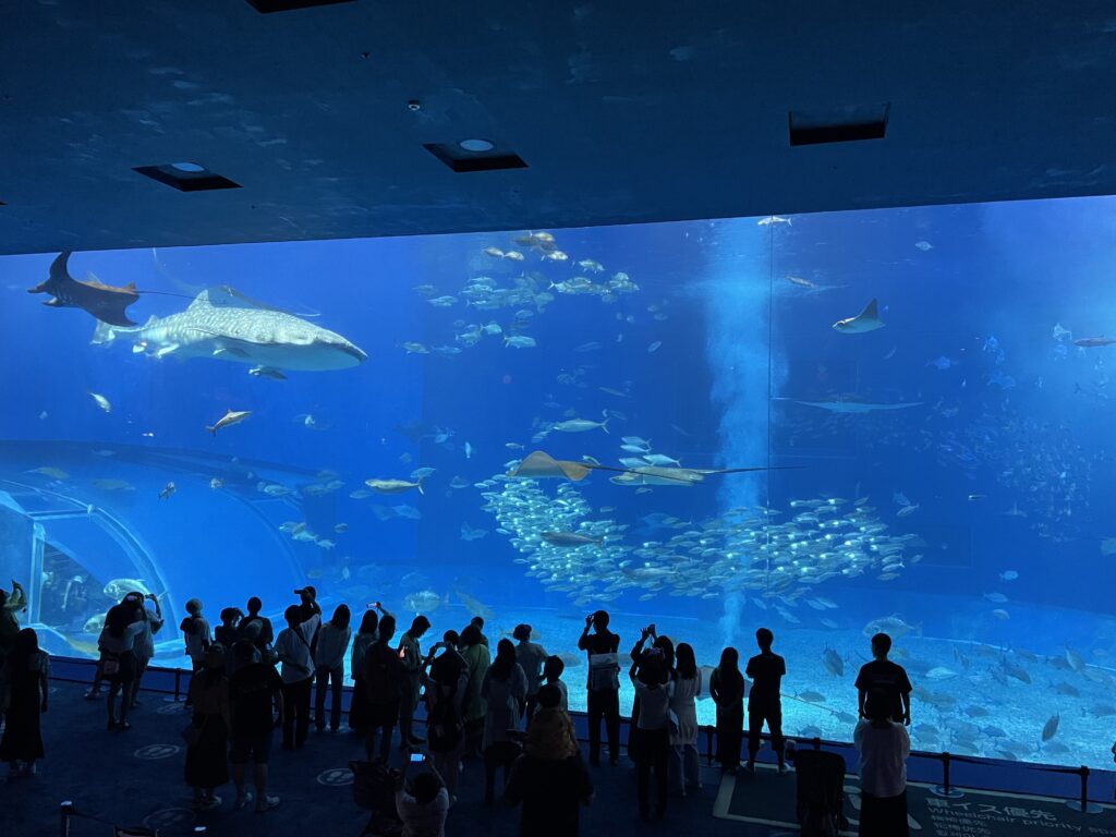 美ら海水族館水槽