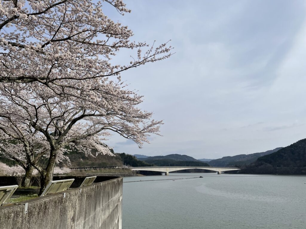 あぎがわダム桜