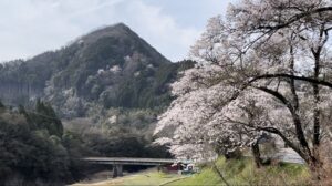 山と桜