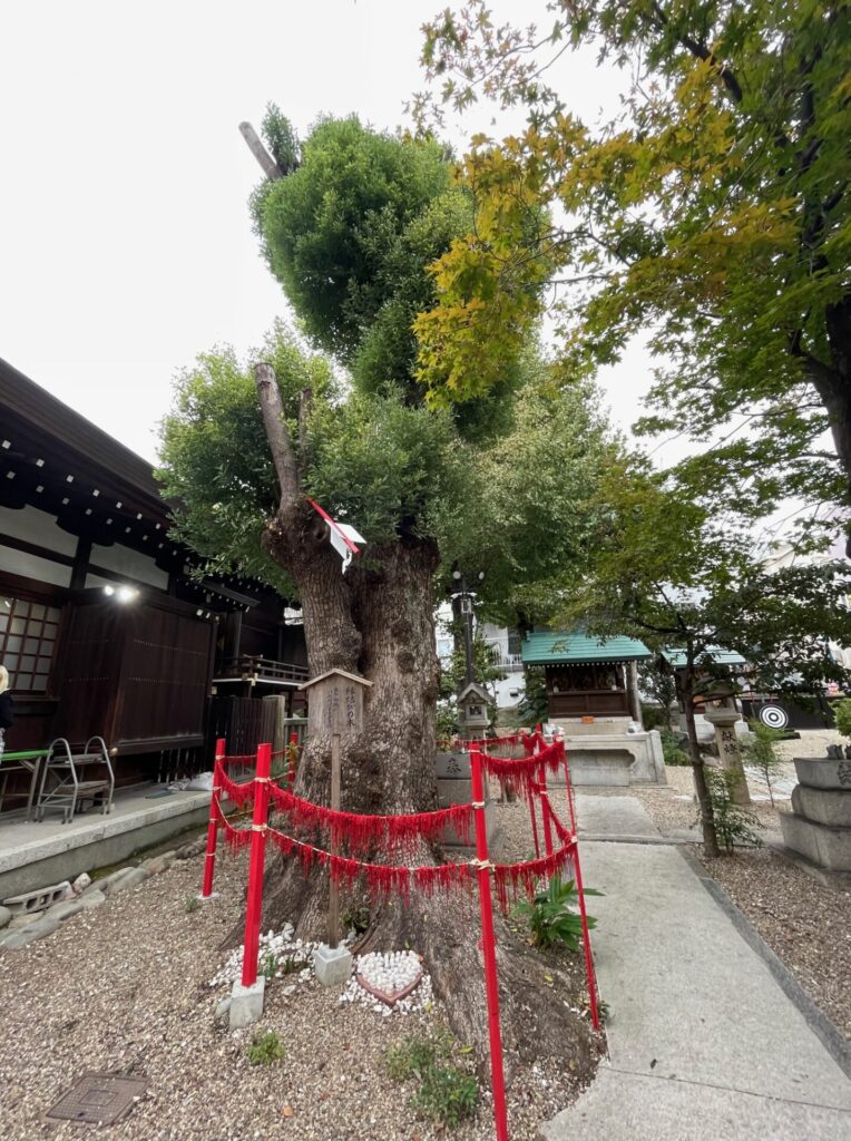 三輪神社縁結びの木